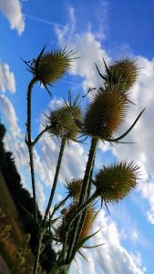 Gunpowder Park, London, 2018